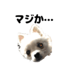 ヌノペッツ（個別スタンプ：14）