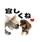 ヌノペッツ（個別スタンプ：16）