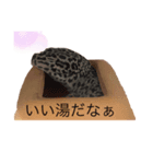 みなちんのレオパ（個別スタンプ：4）