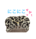 みなちんのレオパ（個別スタンプ：8）