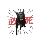 黒ラブまりちゃん2（個別スタンプ：12）