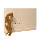 マンチカンなアポロくんのステイホーム（個別スタンプ：9）