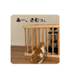 マンチカンなアポロくんのステイホーム（個別スタンプ：11）