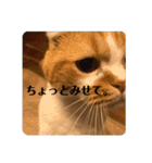 マンチカンなアポロくんのステイホーム（個別スタンプ：16）