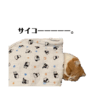 マンチカンなアポロくんのステイホーム（個別スタンプ：21）