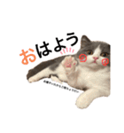 ほっこりつくねちゃんスタンプ（個別スタンプ：1）