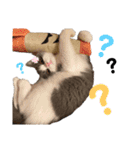 ほっこりつくねちゃんスタンプ（個別スタンプ：2）