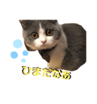 ほっこりつくねちゃんスタンプ（個別スタンプ：5）