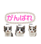 ほっこりつくねちゃんスタンプ（個別スタンプ：7）