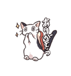 猫バタートーストスタンプ（個別スタンプ：8）