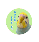 セキセイインコのぴよちゃんときんたろう（個別スタンプ：18）