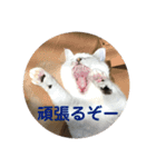 k.n オリジナル6（個別スタンプ：14）