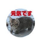 k.n オリジナル6（個別スタンプ：16）