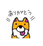 コーギーのさくらちゃん（個別スタンプ：1）