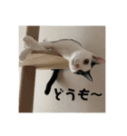 トロ君のスタンプ（個別スタンプ：16）
