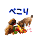 もこちゃん＆そら豆（個別スタンプ：13）