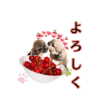 もこちゃん＆そら豆（個別スタンプ：16）