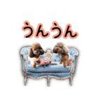 もこちゃん＆そら豆（個別スタンプ：17）