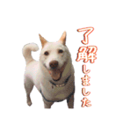 雑種のリク 2（個別スタンプ：2）