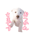 雑種のリク 2（個別スタンプ：3）