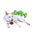 雑種のリク 2（個別スタンプ：5）