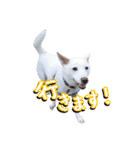 雑種のリク 2（個別スタンプ：7）
