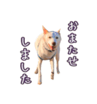 雑種のリク 2（個別スタンプ：11）