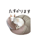 雑種のリク 2（個別スタンプ：14）
