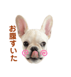 フレブルのジャンボ②（個別スタンプ：13）