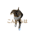 こばんスタンプ 1（個別スタンプ：2）