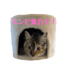 こばんスタンプ 1（個別スタンプ：23）