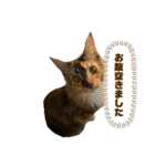 こばんスタンプ 1（個別スタンプ：31）