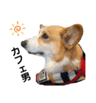 コーギー犬・ふーちゃん③（個別スタンプ：18）