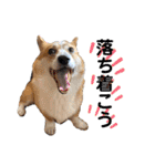 コーギー犬・ふーちゃん③（個別スタンプ：28）