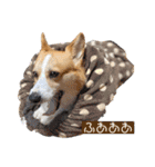 コーギー犬・ふーちゃん③（個別スタンプ：35）