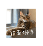 Neko lulu 5（個別スタンプ：1）
