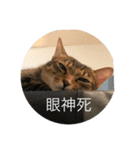 Neko lulu 5（個別スタンプ：6）