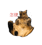 Neko lulu 5（個別スタンプ：12）