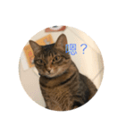 Neko lulu 5（個別スタンプ：13）
