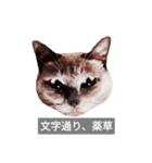 遺志を継ぐ者（個別スタンプ：20）
