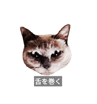 遺志を継ぐ者（個別スタンプ：39）