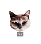 遺志を継ぐ者（個別スタンプ：40）