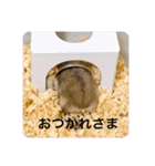 マロンハムスター（個別スタンプ：5）