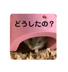 マロンハムスター（個別スタンプ：6）