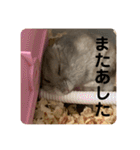 マロンハムスター（個別スタンプ：8）