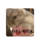 マロンハムスター（個別スタンプ：13）
