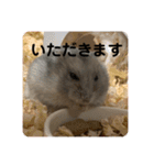 マロンハムスター（個別スタンプ：15）