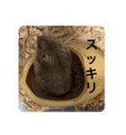 マロンハムスター（個別スタンプ：16）