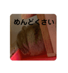 マロンハムスター（個別スタンプ：17）