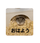 マロンハムスター（個別スタンプ：18）